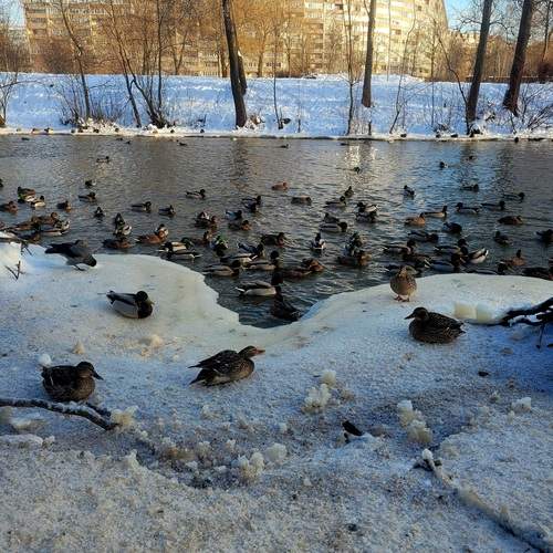 Photo #13701272