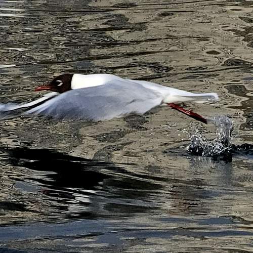 Photo #13701677