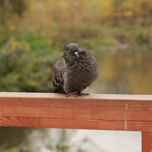 Photo #13701699