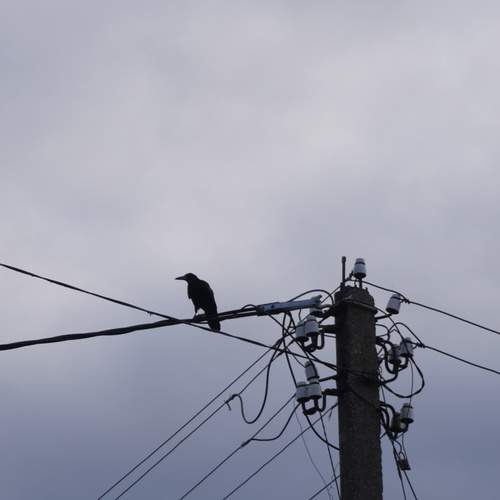 Photo #13701923