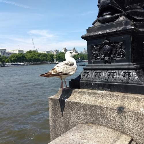 Photo #13701949