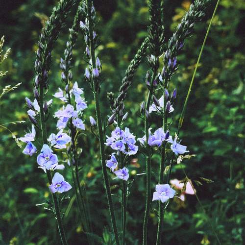 Photo #13701965