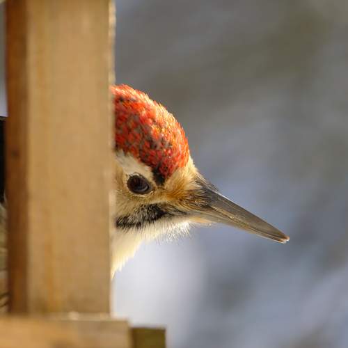 Photo #13701983