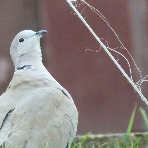 Photo #13702375
