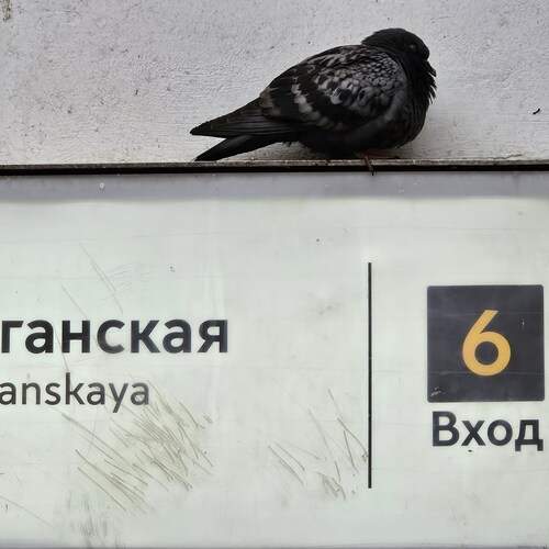 Таганский голубь