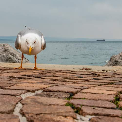 Photo #13702610