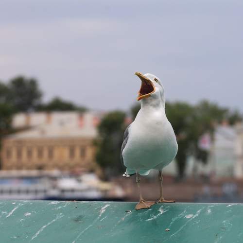 Photo #13702614
