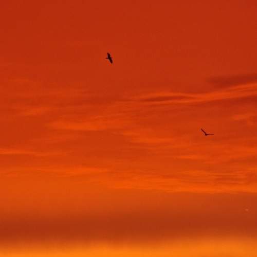 Photo #13702636