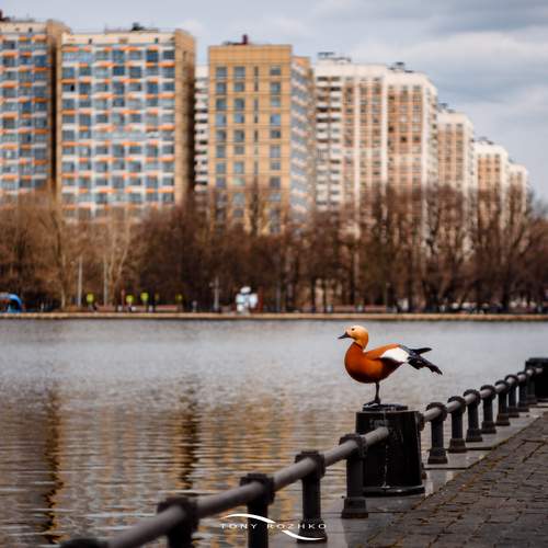 Photo #13702708