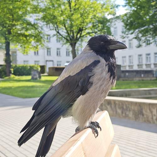 Photo #13702763