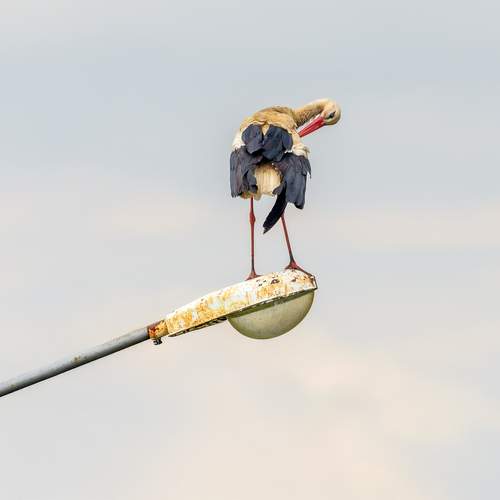 Photo #13702794