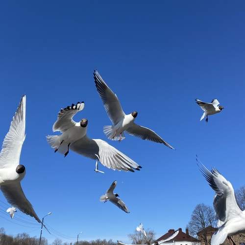 Photo #13702868