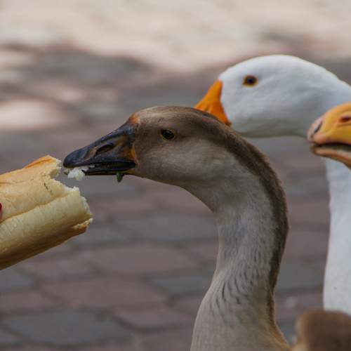Photo #13702893