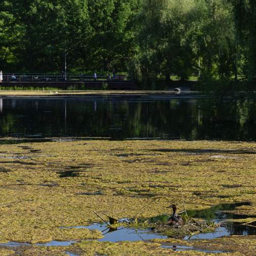 Photo #13702910