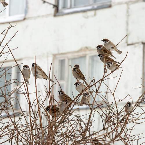Воробьи