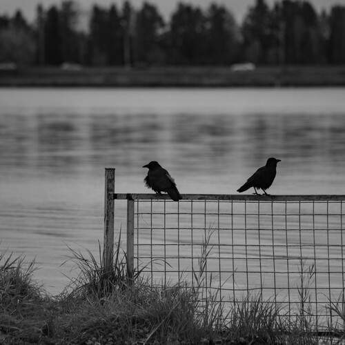 Photo #13703025