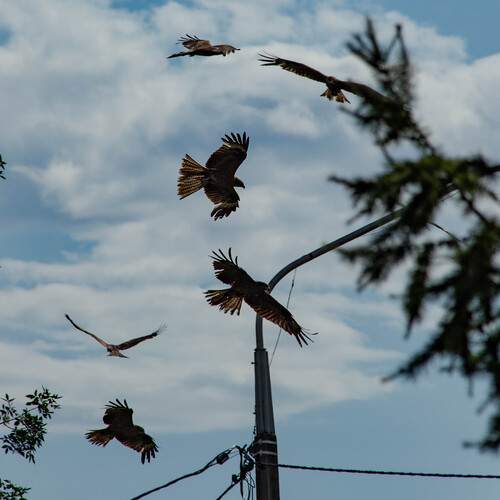 Photo #13703027