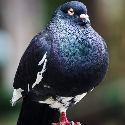 The Watcher
