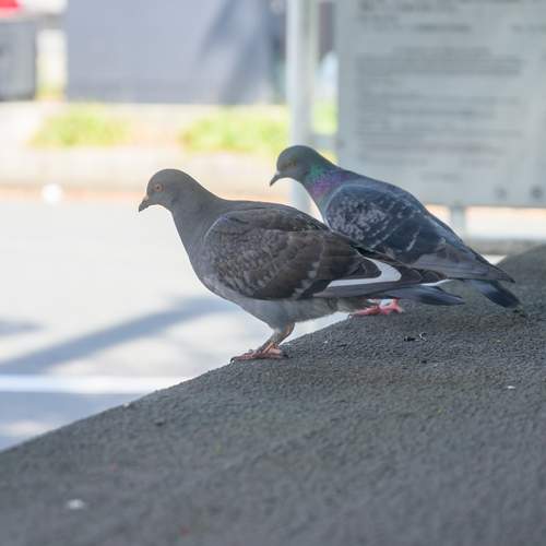 Photo #13703044