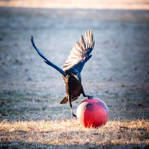 Photo #13703045