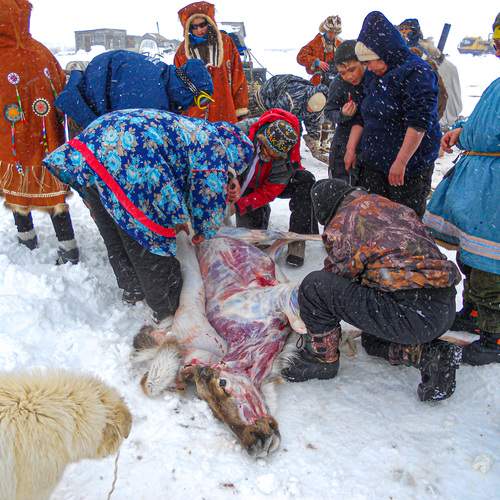 В Камчатской тундре