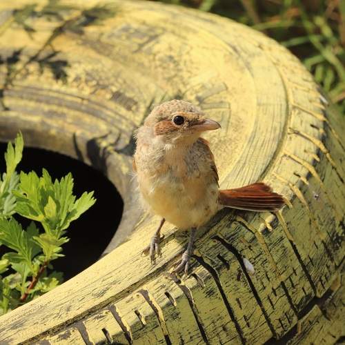 Photo #13703164