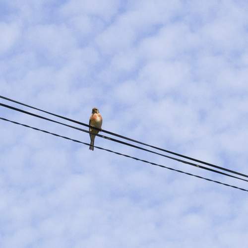 Photo #13703203