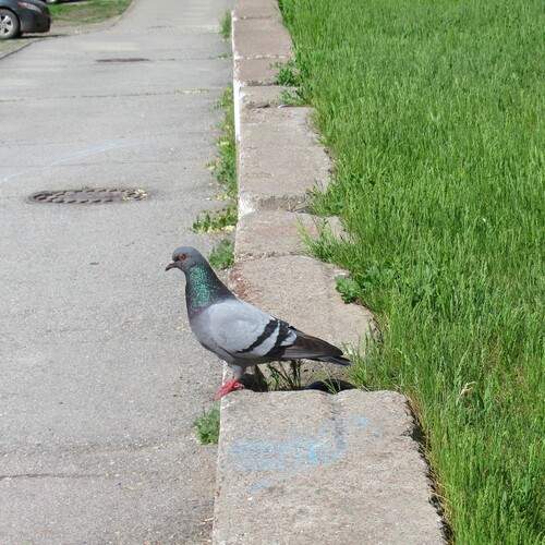 Photo #13703211