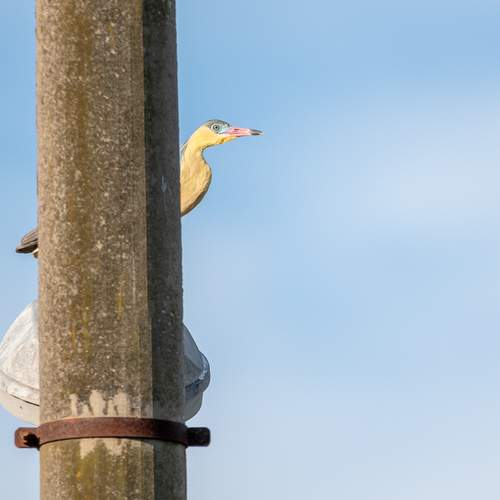 Photo #13703227