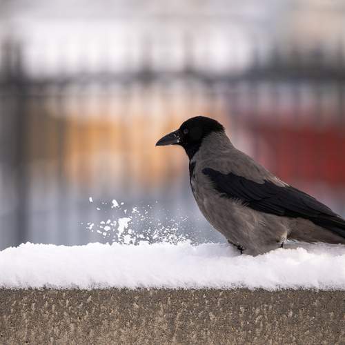 Photo #13703229