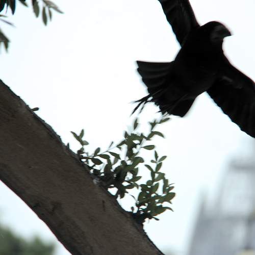 Photo #13703268