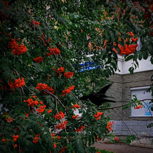 Photo #13703313
