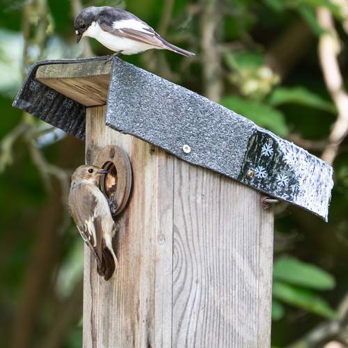 Photo #13703373