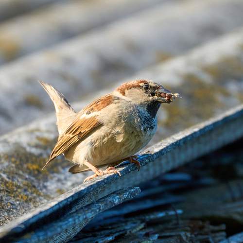 Photo #13703374