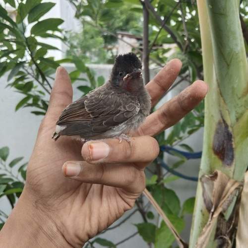 \"A Tiny Visitor in the Urban Garden\"