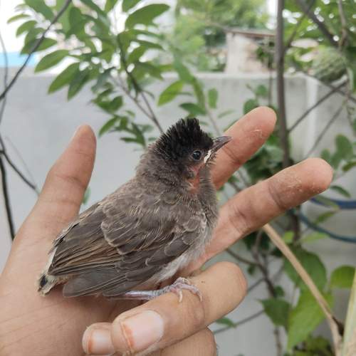 \"A Glimpse of Urban Wildlife\'