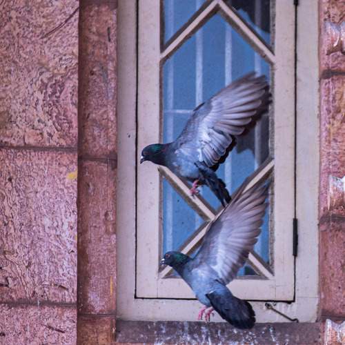 Photo #13703408