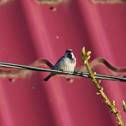 Photo #13703523