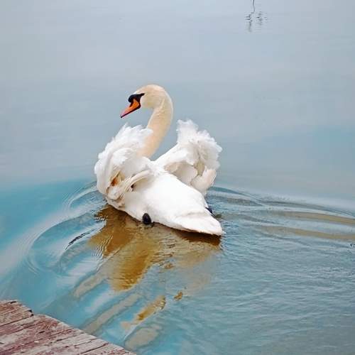 Photo #13703527