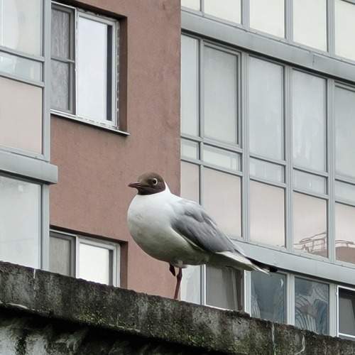 Urban Seagull