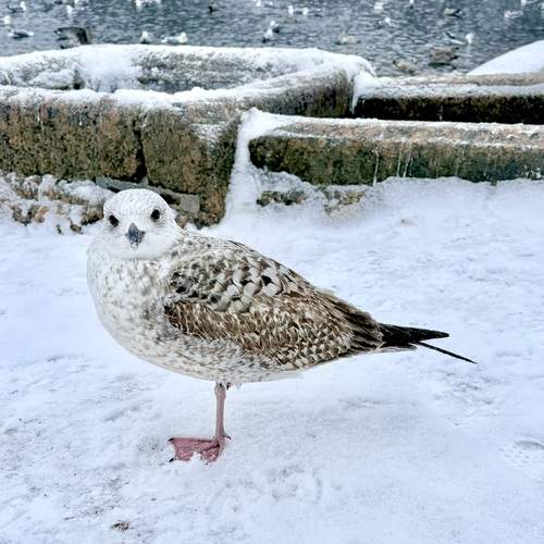 Photo #13703589