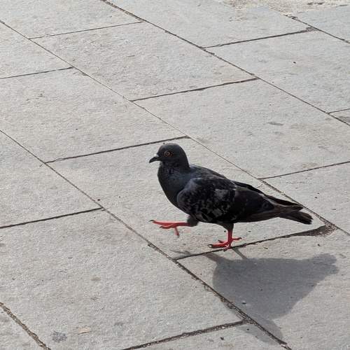 Photo #13703649