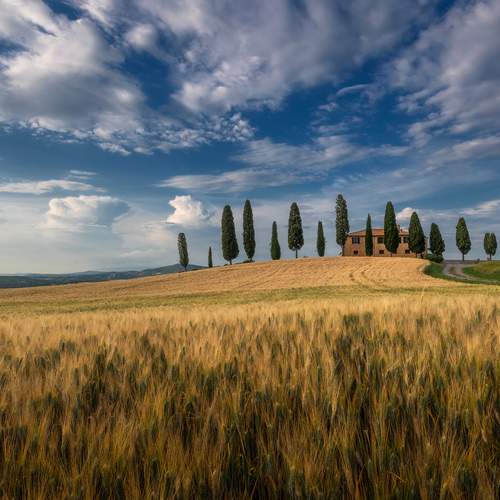 I cipressini