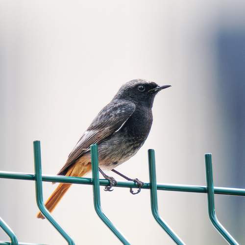 Photo #13703730