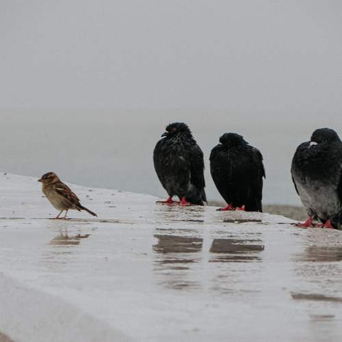 Photo #13703777