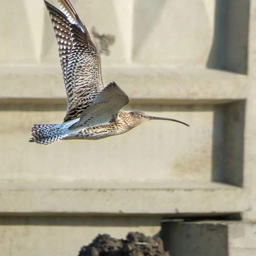 Photo #13703813