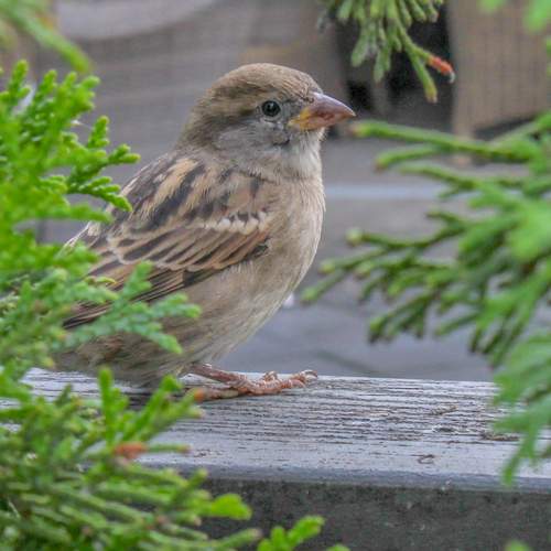 Photo #13703847