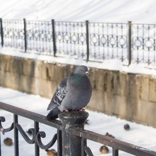 Photo #13703848