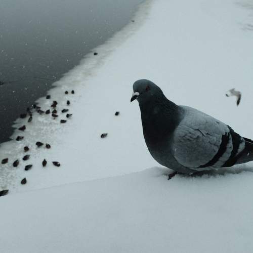 Photo #13703914
