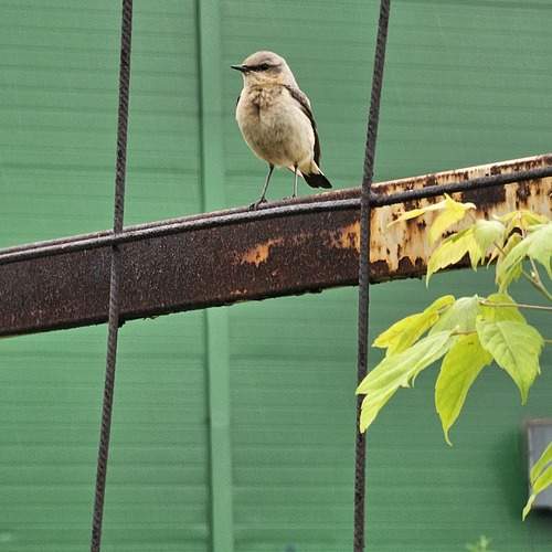 Photo #13704011